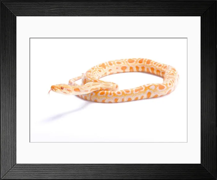 Framed Print : Burmese python, Python bivittatus, albino Framed Print : Burmese python, Python bivittatus, albino