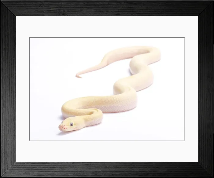 Framed Print : Burmese python, Python bivittatus, ivory Framed Print : Burmese python, Python bivittatus, ivory