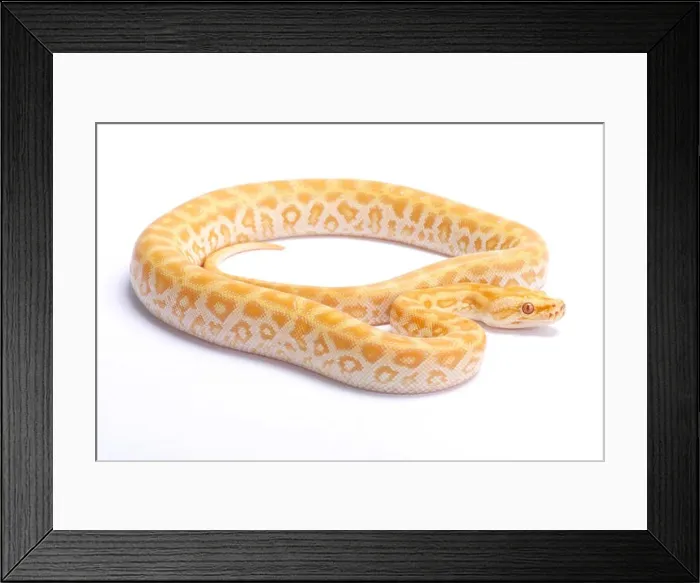 Framed Print : Burmese python, Python bivittatus, labyrint albino Framed Print : Burmese python, Python bivittatus, labyrint albino