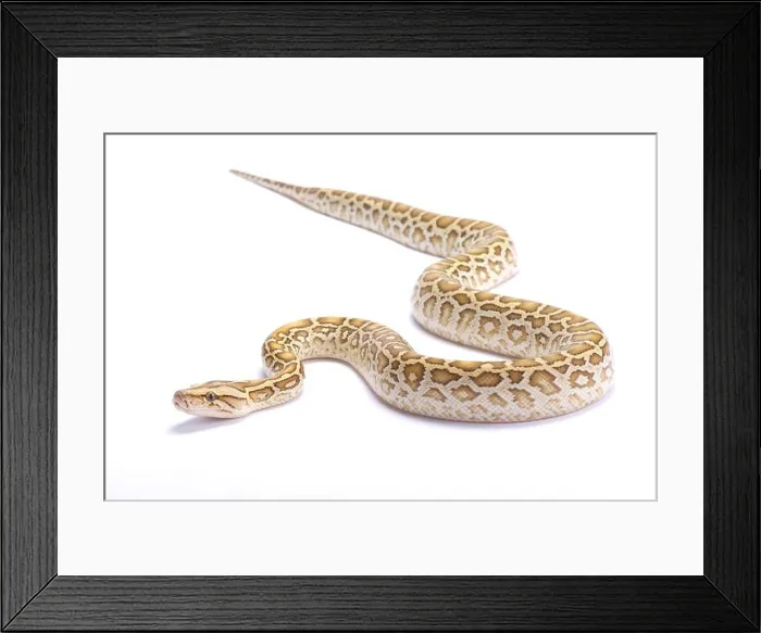 Framed Print : Burmese python, Python bivittatus, hypomelanistic Framed Print : Burmese python, Python bivittatus, hypomelanistic
