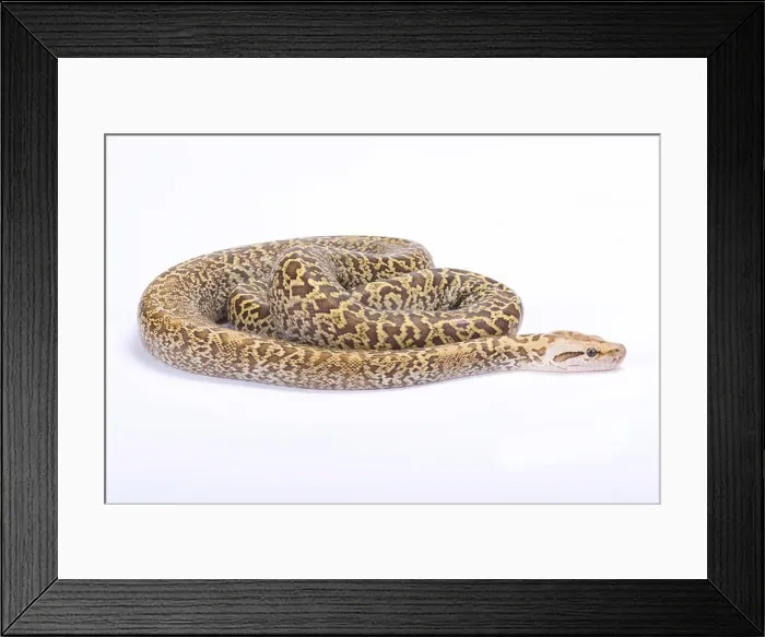 Framed Print : Burmese python, Python bivittatus, granit Framed Print : Burmese python, Python bivittatus, granit