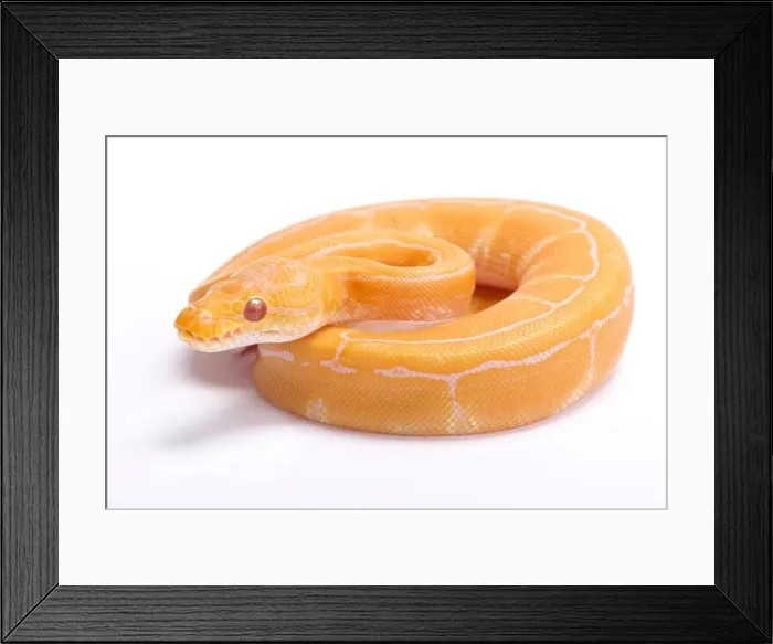 Framed Print : Ball python, Python regius, albino pinstripe Framed Print : Ball python, Python regius, albino pinstripe