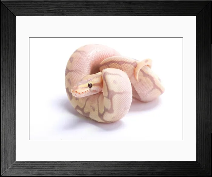 Framed Print : Ball python, Python regius Framed Print : Ball python, Python regius