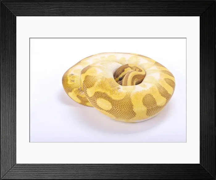 Framed Print : Ball python, Python regius Framed Print : Ball python, Python regius