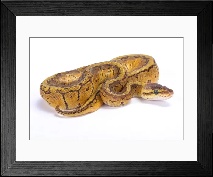 Framed Print : Ball python, Python regius Framed Print : Ball python, Python regius