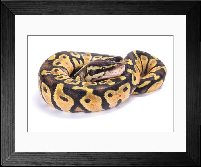 Framed Print : Ball python, Python regius Framed Print : Ball python, Python regius