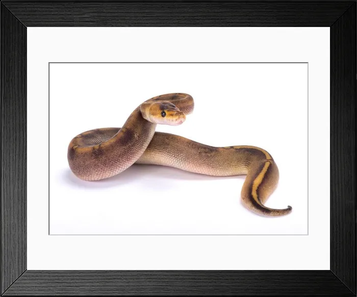 Framed Print : Ball python, Python regius Framed Print : Ball python, Python regius