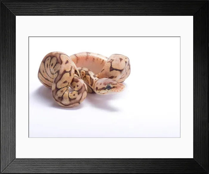 Framed Print : Ball python, Python regius Framed Print : Ball python, Python regius