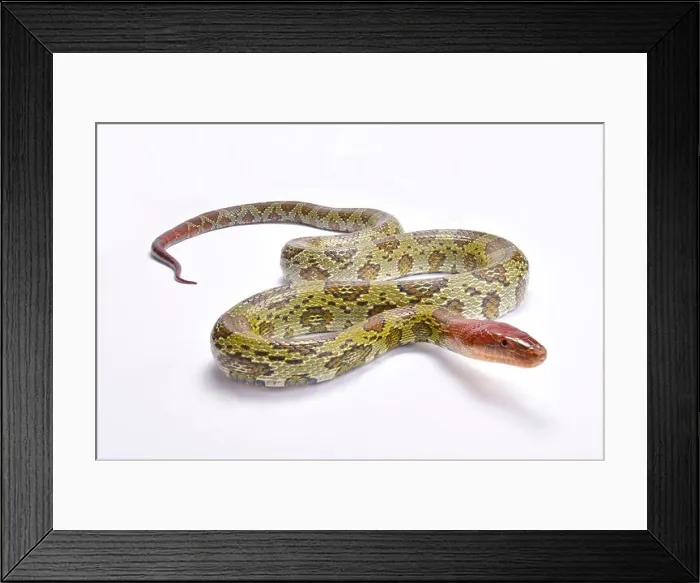Framed Print : 100 flower ratsnake, Orthriophis moellendorffi Framed Print : 100 flower ratsnake, Orthriophis moellendorffi