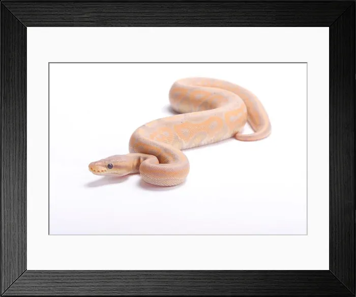 Framed Print : Ball python, Python regius, pastel Framed Print : Ball python, Python regius, pastel