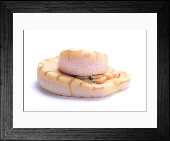 Framed Print : Ball python, Python regius Framed Print : Ball python, Python regius