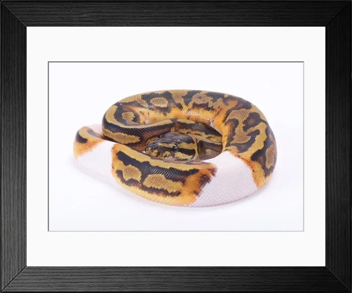 Framed Print : Ball python, Python regius, piebald Framed Print : Ball python, Python regius, piebald