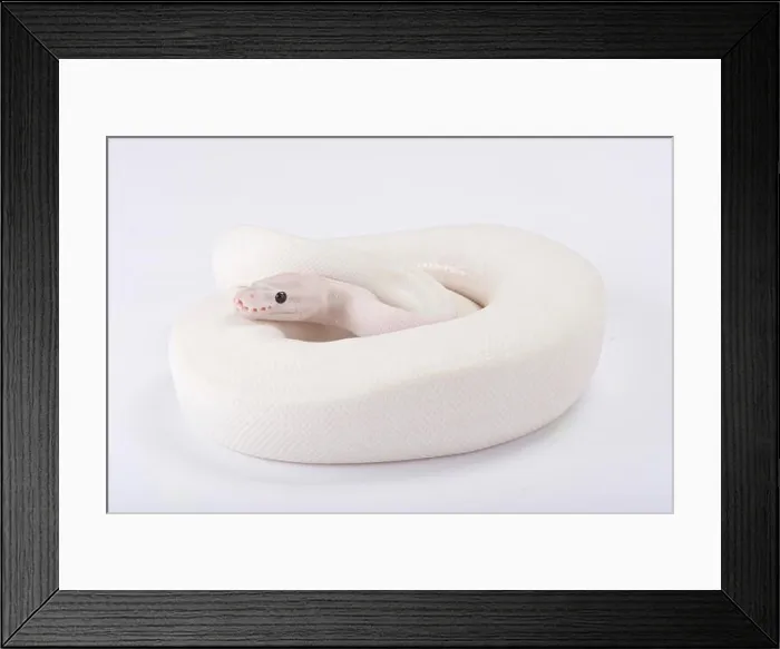 Framed Print : Ball python, Python regius, leucistic Framed Print : Ball python, Python regius, leucistic