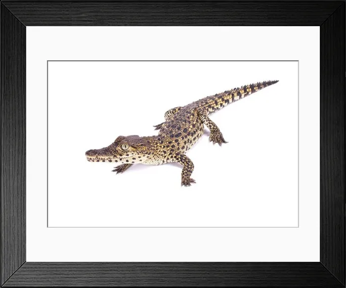 Framed Print : Cuban crocodile, Crocodylus rhombifer