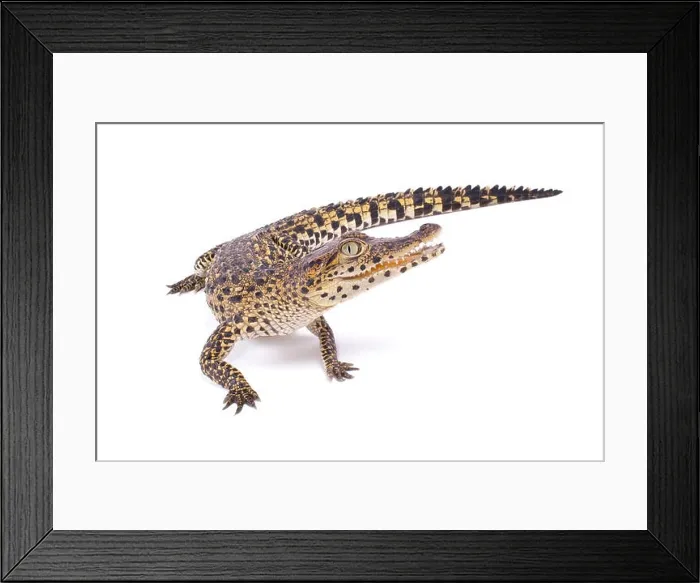 Framed Print : Cuban crocodile, Crocodylus rhombifer