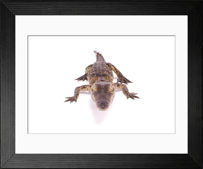 Framed Print : American crocodile, Crocodylus acutus Framed Print : American crocodile, Crocodylus acutus
