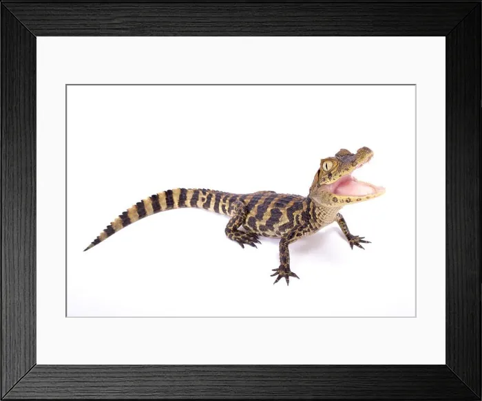 Framed Print : broad-snouted caiman, Caiman latirostris Framed Print : broad-snouted caiman, Caiman latirostris