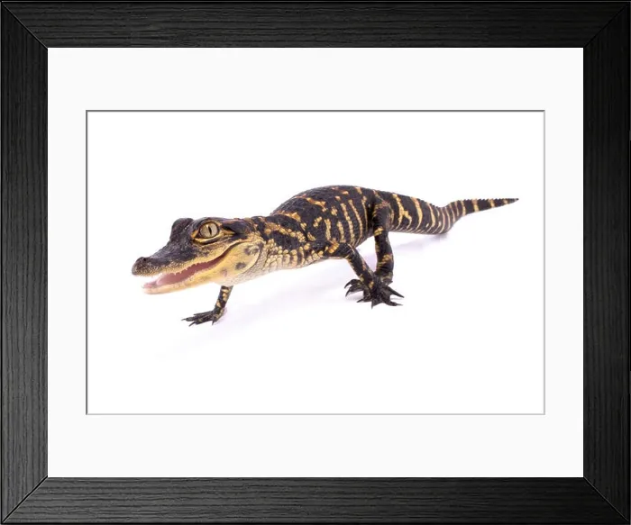 Framed Print : American alligator, Alligator mississippiensis Framed Print : American alligator, Alligator mississippiensis