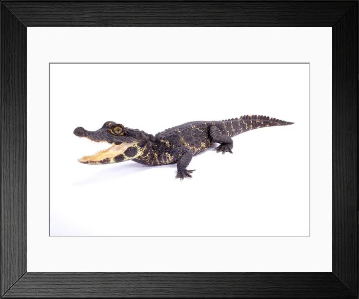 Framed Print : Dwarf crocodile, Osteolaemus tetraspis Framed Print : Dwarf crocodile, Osteolaemus tetraspis