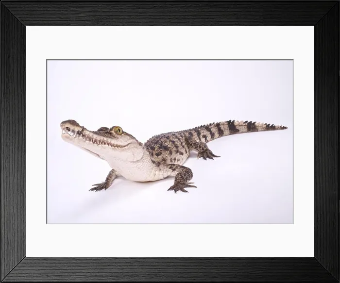 Framed Print : Philippine crocodile, Crocodylus mindorensis Framed Print : Philippine crocodile, Crocodylus mindorensis