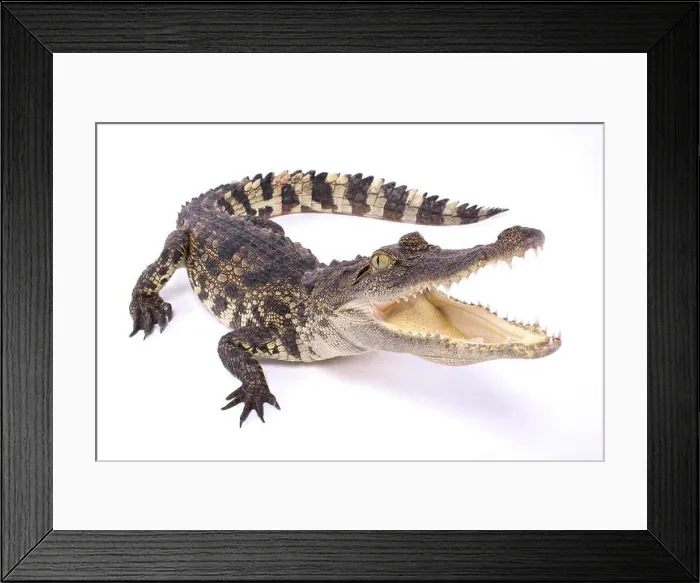 Framed Print : Siamese crocodile, Crocodylus siamensis Framed Print : Siamese crocodile, Crocodylus siamensis