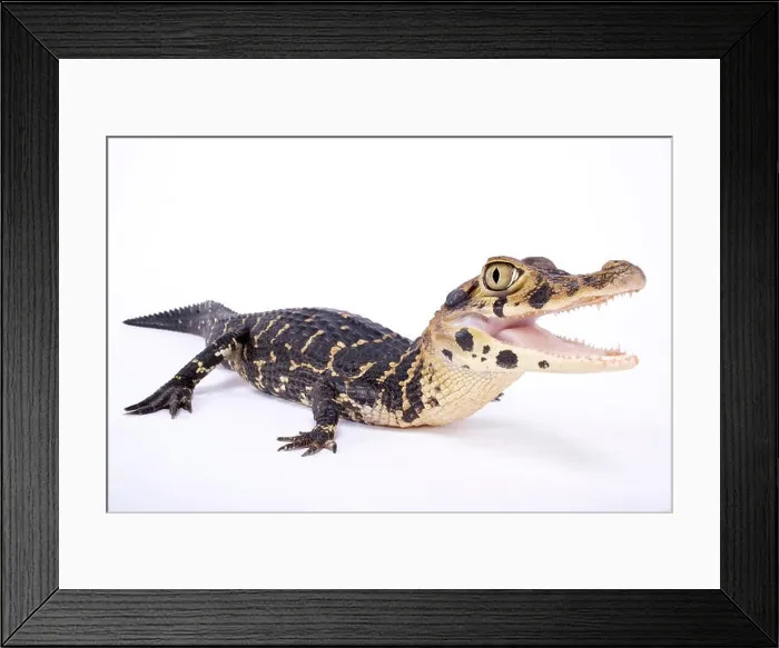 Framed Print : Black caiman, Melanosuchus niger Framed Print : Black caiman, Melanosuchus niger