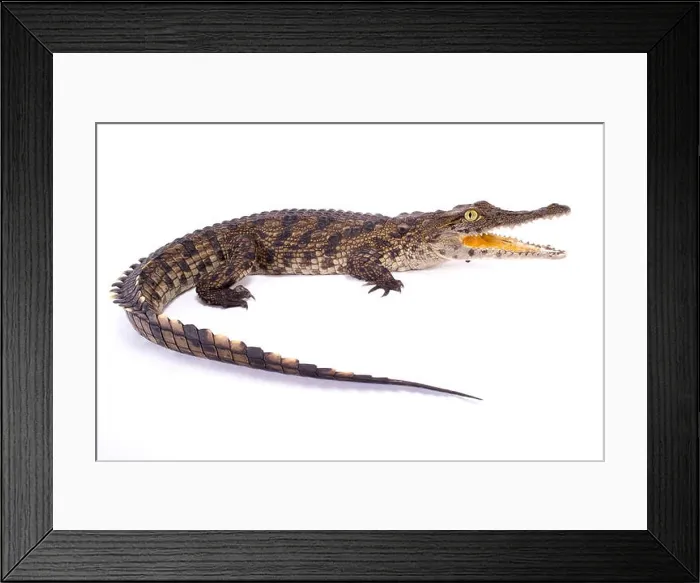 Framed Print : Nile crocodile, Crocodylus niloticus Framed Print : Nile crocodile, Crocodylus niloticus