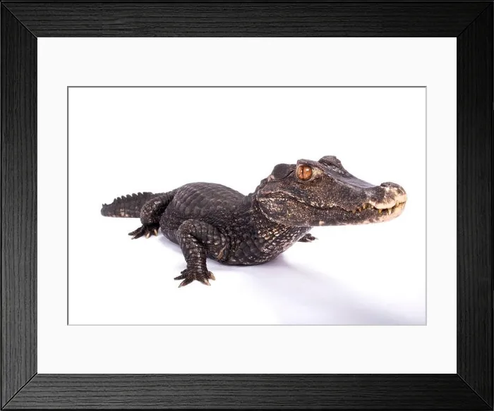 Framed Print : Smooth-fronted caiman, Paleosuchus trigonatus Framed Print : Smooth-fronted caiman, Paleosuchus trigonatus