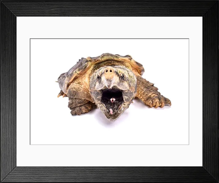 Framed Print : Alligator snapping turtle, Macrochelys temminckii Framed Print : Alligator snapping turtle, Macrochelys temminckii