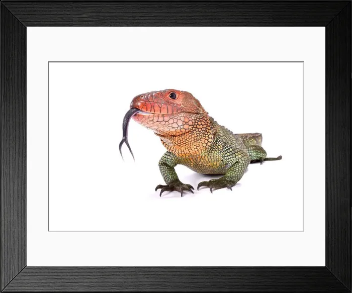 Framed Print : Northern caiman lizard, Dracaena guianensis Framed Print : Northern caiman lizard, Dracaena guianensis