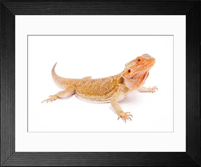 Framed Print : Bearded dragon, Pogona vitticeps Framed Print : Bearded dragon, Pogona vitticeps