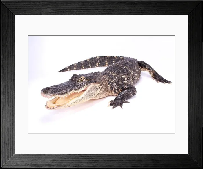 Framed Print : American alligator, Alligator mississippiensis Framed Print : American alligator, Alligator mississippiensis