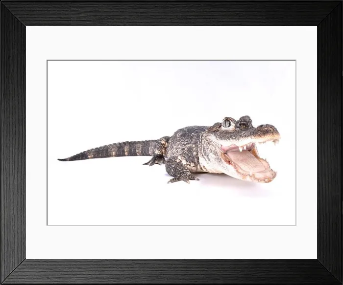 Framed Print : Chinese alligator, Alligator sinensis