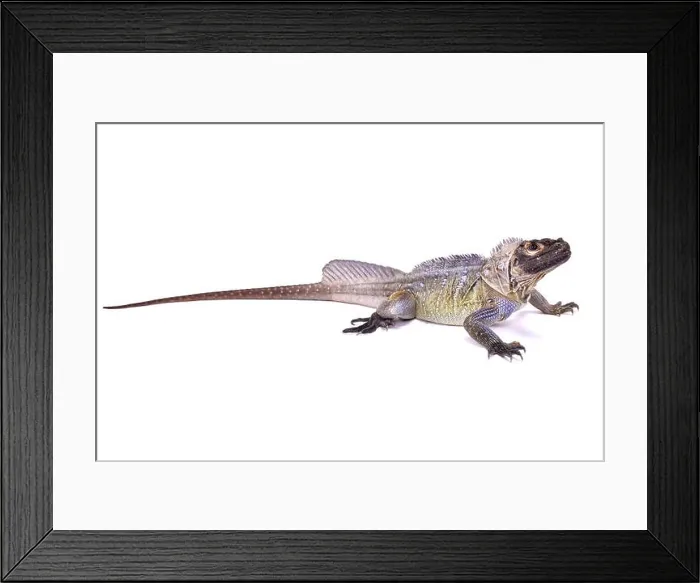 Framed Print : Philippine sailfin lizard, Hydrosaurus pustulatus Framed Print : Philippine sailfin lizard, Hydrosaurus pustulatus