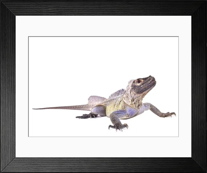 Framed Print : Philippine sailfin lizard, Hydrosaurus pustulatus Framed Print : Philippine sailfin lizard, Hydrosaurus pustulatus
