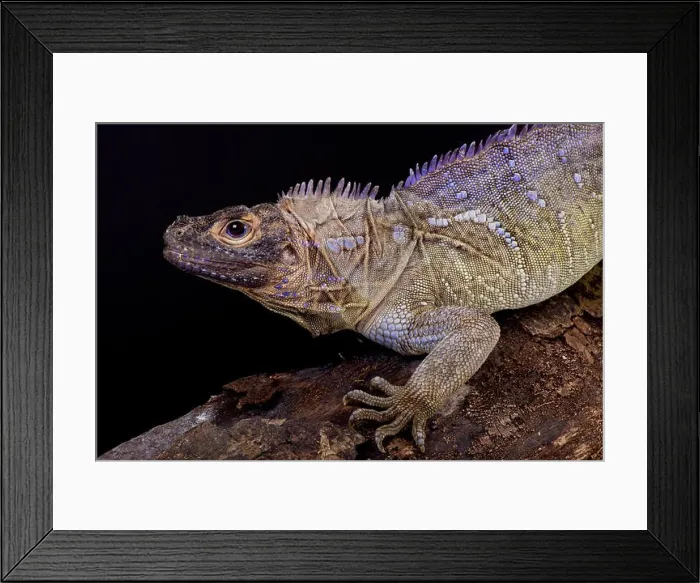 Framed Print : Philippine sailfin lizard, Hydrosaurus pustulatus Framed Print : Philippine sailfin lizard, Hydrosaurus pustulatus