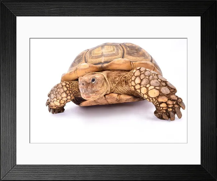 Framed Print : African spurred tortoise, Centrochelys sulcata Framed Print : African spurred tortoise, Centrochelys sulcata