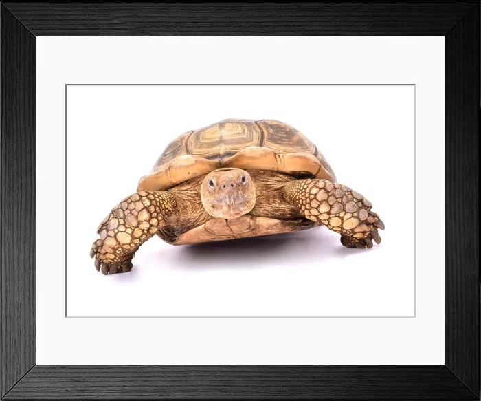 Framed Print : African spurred tortoise, Centrochelys sulcata Framed Print : African spurred tortoise, Centrochelys sulcata