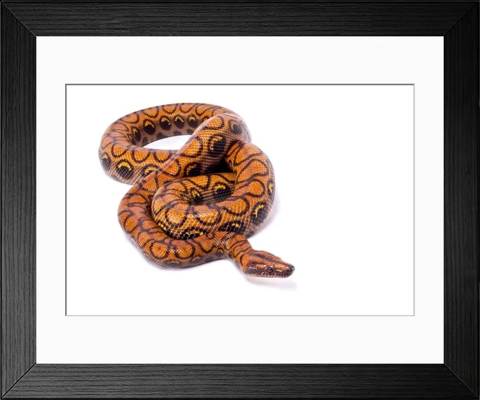 Framed Print : Brazilian rainbow boa, Epicrates cenchria cenchria Framed Print : Brazilian rainbow boa, Epicrates cenchria cenchria