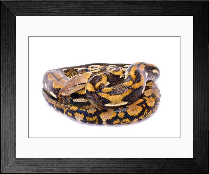 Framed Print : Reticulated python, Malayopython reticulatus Framed Print : Reticulated python, Malayopython reticulatus