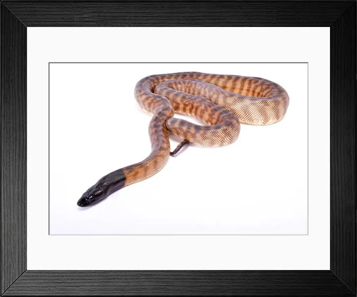 Framed Print : Black-headed python, Aspidites melanocephalus Framed Print : Black-headed python, Aspidites melanocephalus