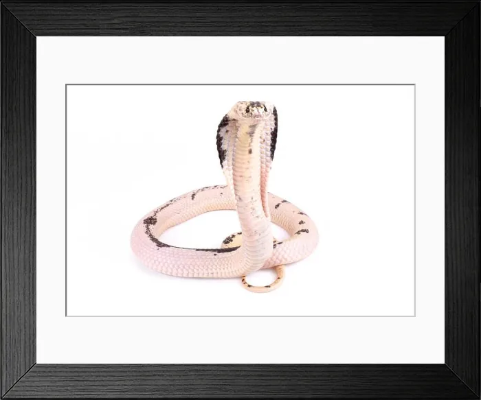 Framed Print : Indochinese spitting cobra, Naja siamensis Framed Print : Indochinese spitting cobra, Naja siamensis