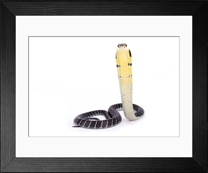 Framed Print : King cobra, Ophiophagus hannah Framed Print : King cobra, Ophiophagus hannah