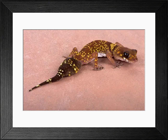 Framed Print : Western thick-tailed gecko, Underwoodisaurus milii Framed Print : Western thick-tailed gecko, Underwoodisaurus milii
