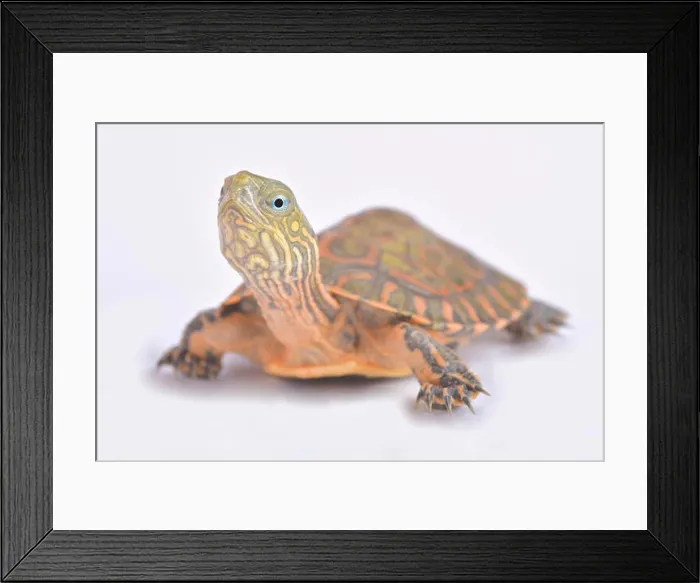 Framed Print : Saharan pond turtle, Mauremys leprosa saharica Framed Print : Saharan pond turtle, Mauremys leprosa saharica