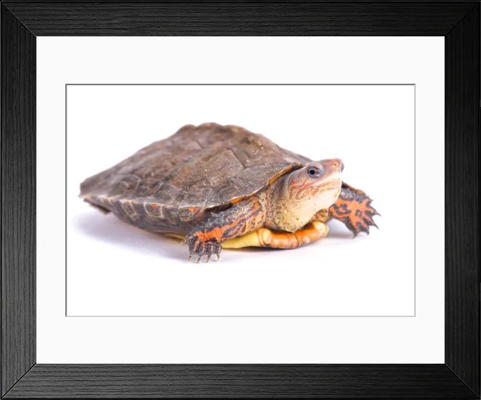 Framed Print : Ornate wood turtle, Rhinoclemmys pulcherrima manni Framed Print : Ornate wood turtle, Rhinoclemmys pulcherrima manni