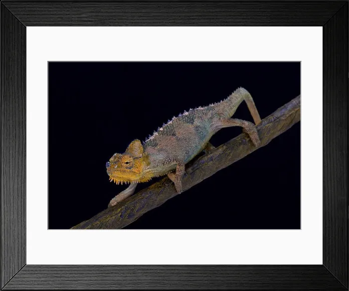 Framed Print : von Höhnel's chameleon, Trioceros hoehnelli, Kenya Framed Print : von Höhnel's chameleon, Trioceros hoehnelli, Kenya