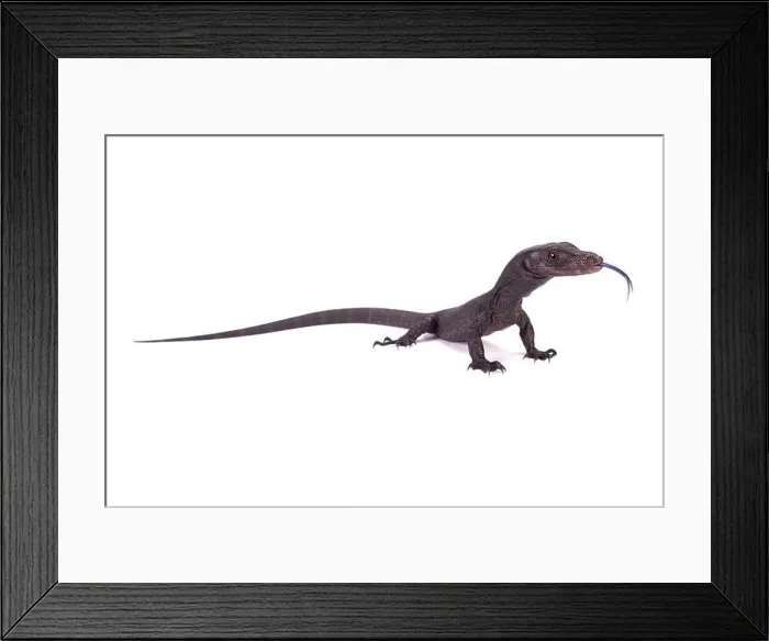 Framed Print : Black water monitor, Varanus salvator komaini Framed Print : Black water monitor, Varanus salvator komaini