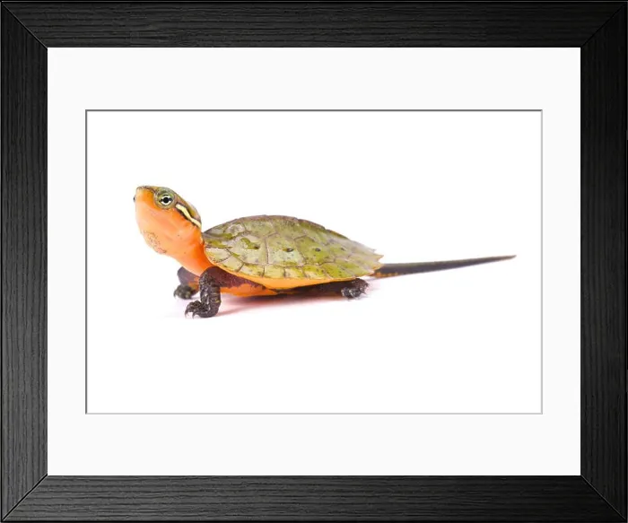 Framed Print : Big-headed turtle, Platysternon megacephalum Framed Print : Big-headed turtle, Platysternon megacephalum