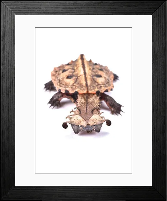 Framed Print : Matamata, Chelus fimbriatus